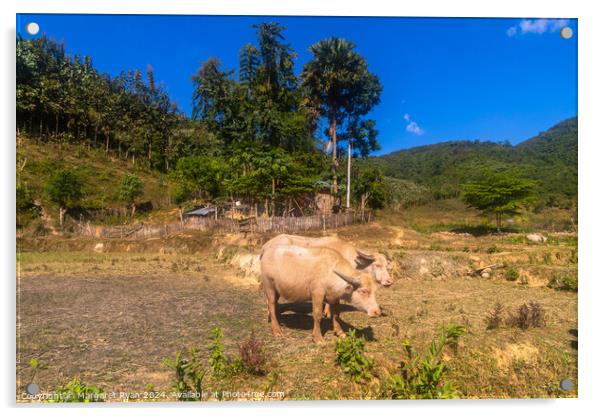Livestock Farming in Laos Acrylic by Margaret Ryan