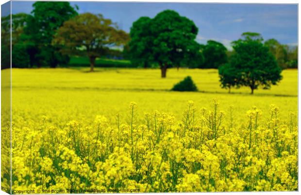 Oilseed rape in a field Canvas Print by Phil Brown