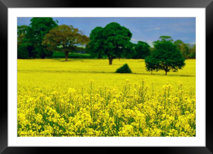 Oilseed rape in a field Framed Mounted Print by Phil Brown