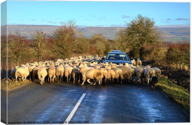 Sheep on the road Canvas Print by Phil Brown