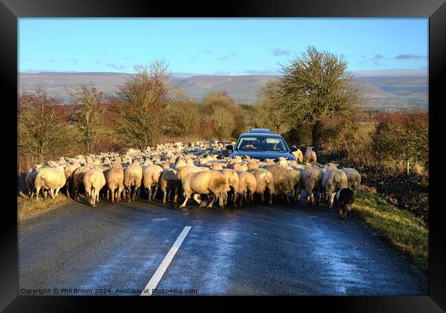 Sheep on the road Framed Print by Phil Brown
