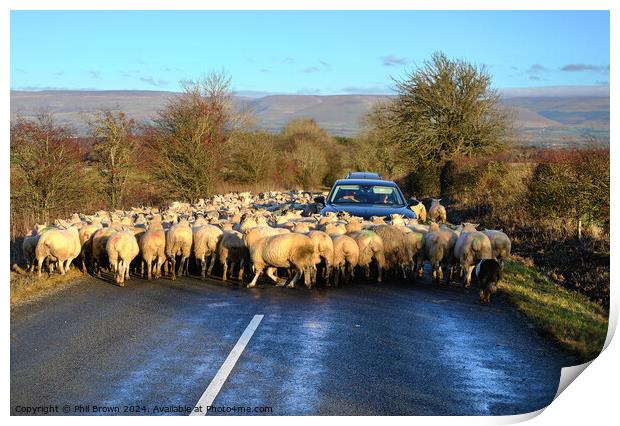 Sheep on the road Print by Phil Brown