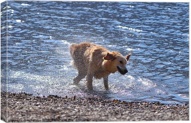 A golden retriever shakes off excess water Canvas Print by Phil Brown