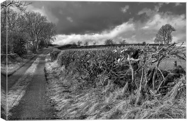 Trimmed field hedge in monochrome Canvas Print by Phil Brown
