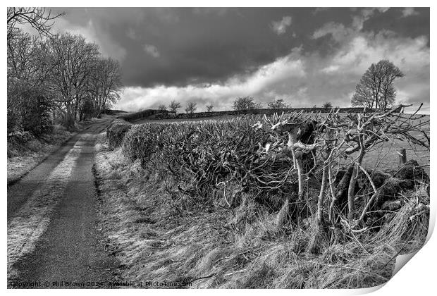 Trimmed field hedge in monochrome Print by Phil Brown
