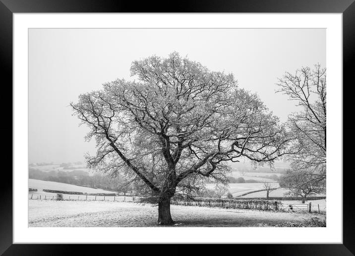 Winter Oak Framed Mounted Print by David Tinsley