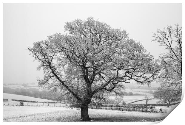 Winter Oak Print by David Tinsley