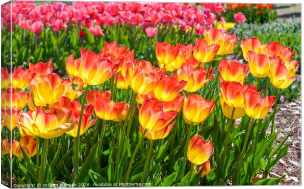 Suncatcher Tulips in Bloom on a Sunny Day Canvas Print by William Morgan