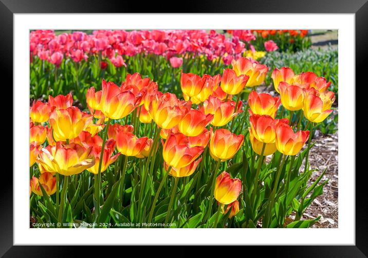 Suncatcher Tulips in Bloom on a Sunny Day Framed Mounted Print by William Morgan