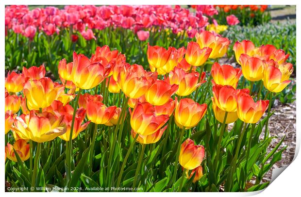 Suncatcher Tulips in Bloom on a Sunny Day Print by William Morgan