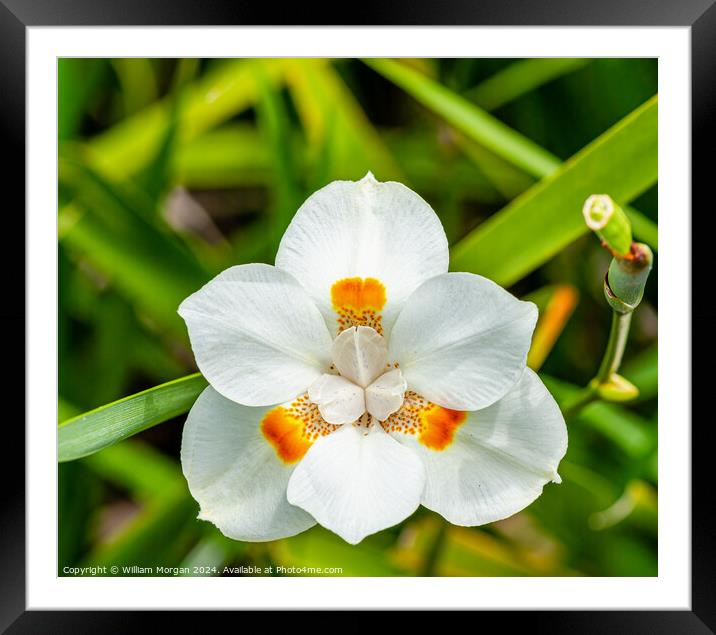 Open African Iris Flower Framed Mounted Print by William Morgan