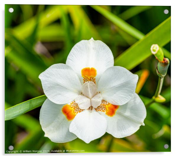 Open African Iris Flower Acrylic by William Morgan