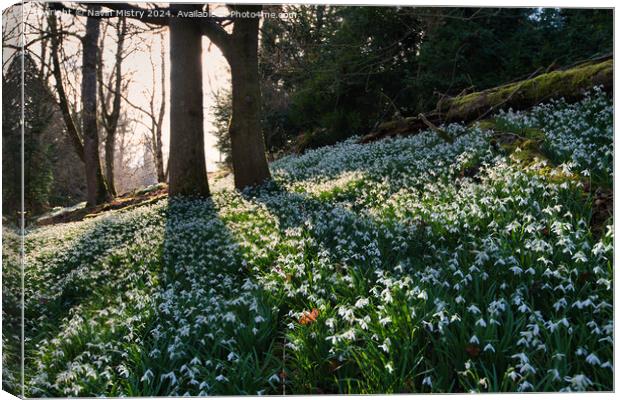 A display of Snow Drops at Scone Palace  Canvas Print by Navin Mistry