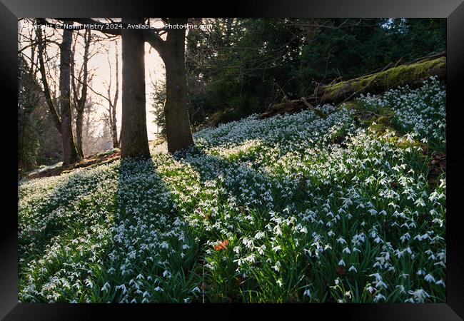 A display of Snow Drops at Scone Palace  Framed Print by Navin Mistry