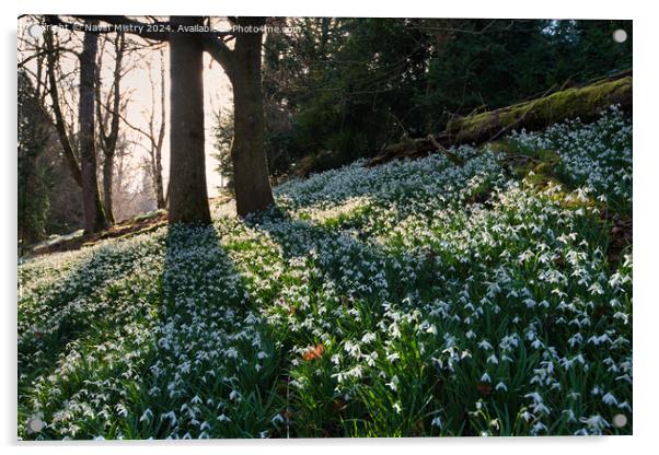 A display of Snow Drops at Scone Palace  Acrylic by Navin Mistry
