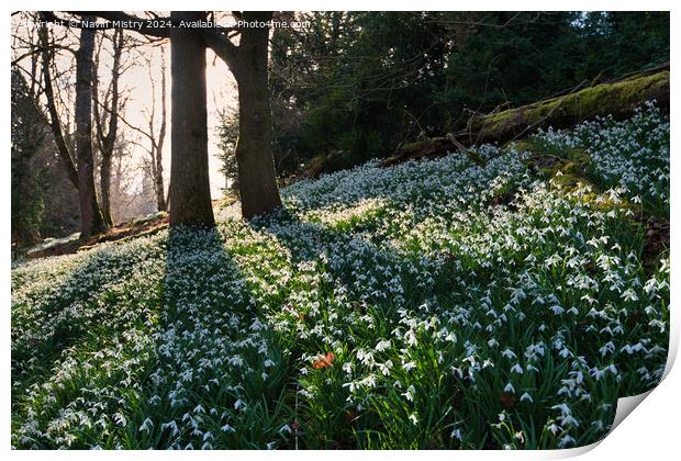 A display of Snow Drops at Scone Palace  Print by Navin Mistry