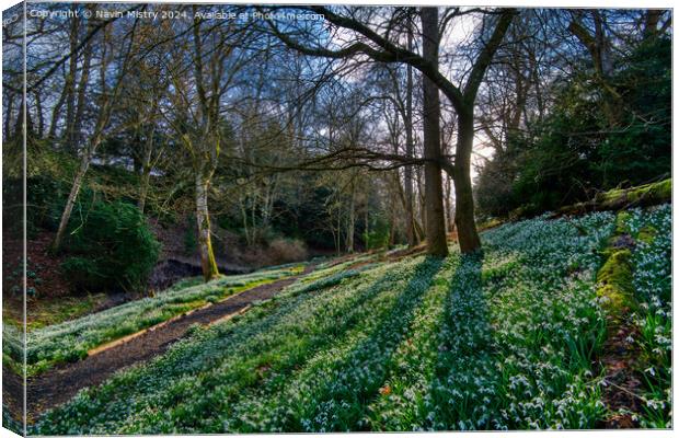 Snow Drops at Scone Palace Canvas Print by Navin Mistry