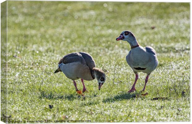 Geese grazing in the morning light Canvas Print by Kevin White