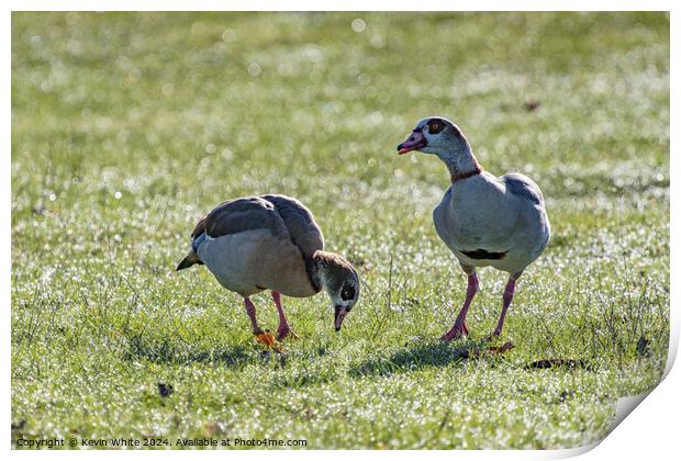 Geese grazing in the morning light Print by Kevin White