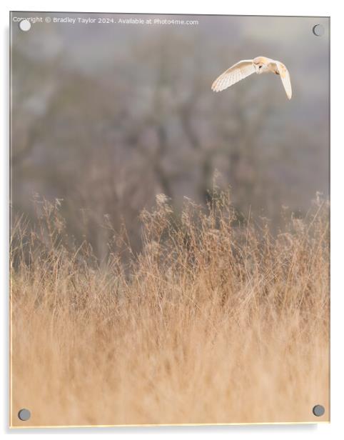 Hunting Barn Owl, Yorkshire Dales Acrylic by Bradley Taylor