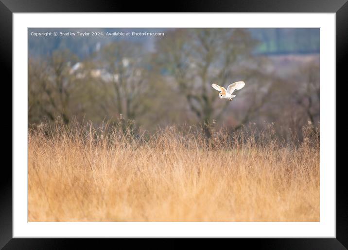 Barn Owl Flying Above Meadow Framed Mounted Print by Bradley Taylor