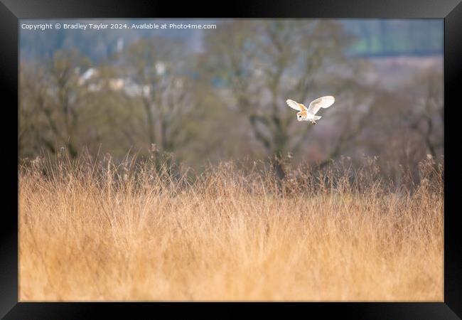 Barn Owl Flying Above Meadow Framed Print by Bradley Taylor