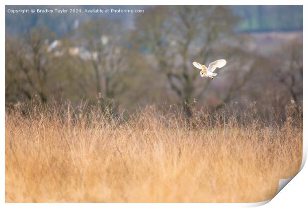 Barn Owl Flying Above Meadow Print by Bradley Taylor