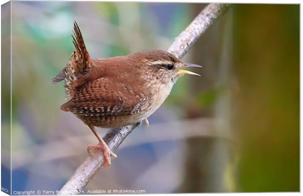 Tiny Wren Singing Canvas Print by Terry Brooks