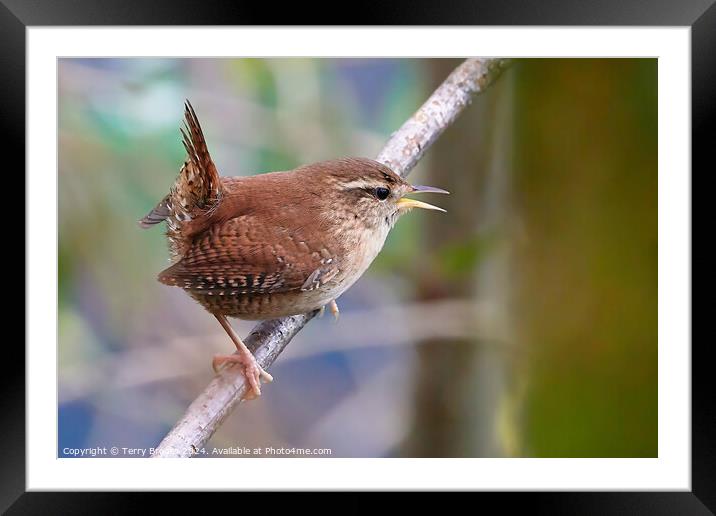 Tiny Wren Singing Framed Mounted Print by Terry Brooks