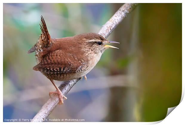 Tiny Wren Singing Print by Terry Brooks