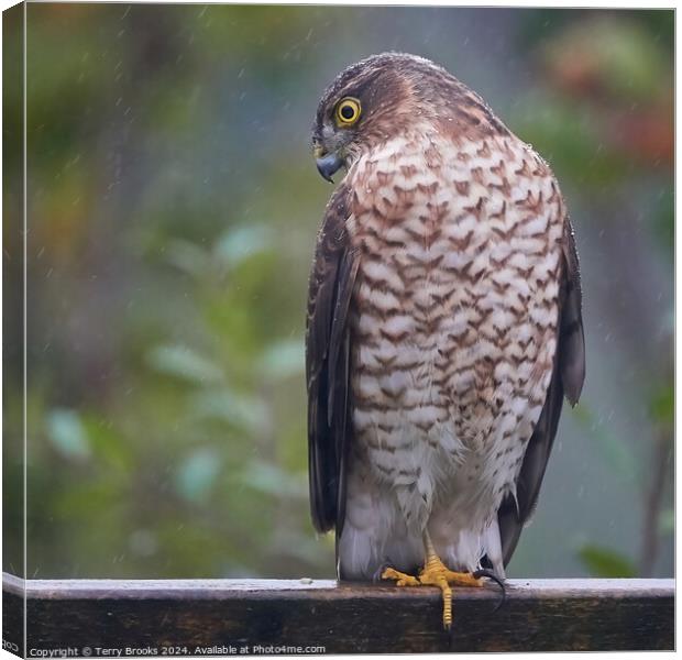Sparrow Hawk in the Rain Canvas Print by Terry Brooks