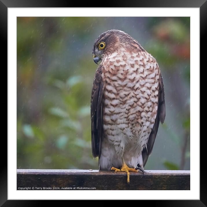 Sparrow Hawk in the Rain Framed Mounted Print by Terry Brooks