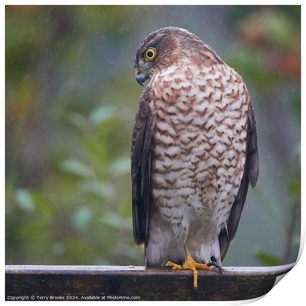 Sparrow Hawk in the Rain Print by Terry Brooks