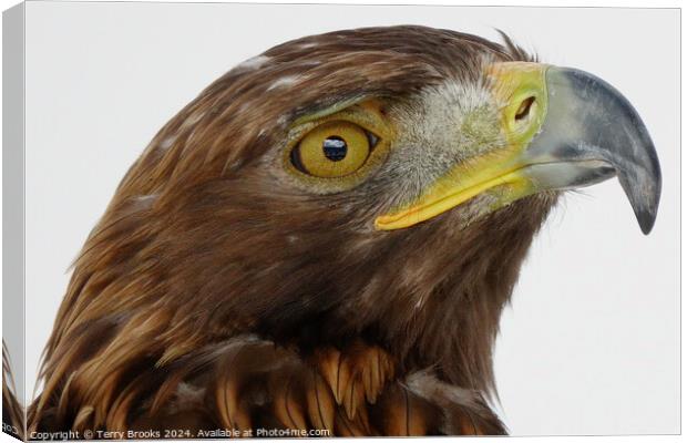 Golden Eagle Head - Aquila chrysaetos Canvas Print by Terry Brooks