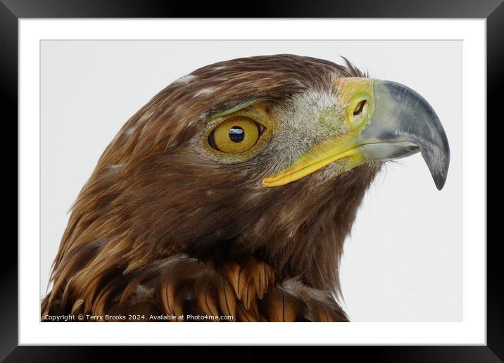 Golden Eagle Head - Aquila chrysaetos Framed Mounted Print by Terry Brooks