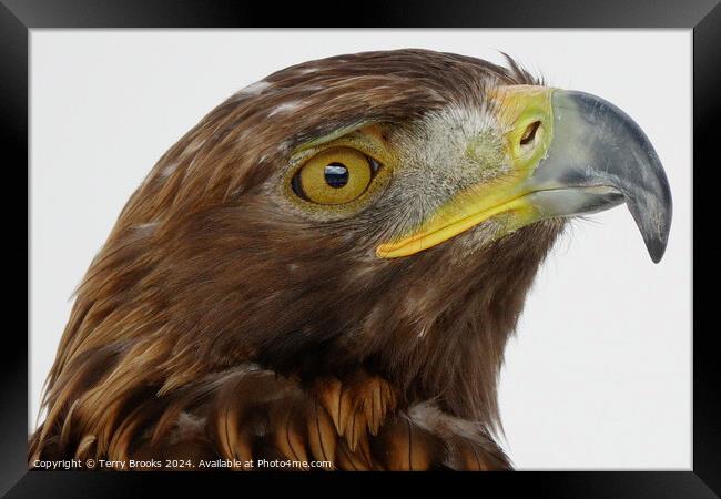 Golden Eagle Head - Aquila chrysaetos Framed Print by Terry Brooks