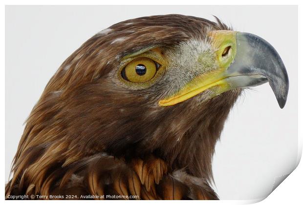 Golden Eagle Head - Aquila chrysaetos Print by Terry Brooks