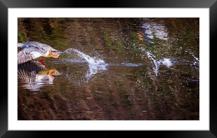 Goosander Running on Water Framed Mounted Print by Bradley Taylor