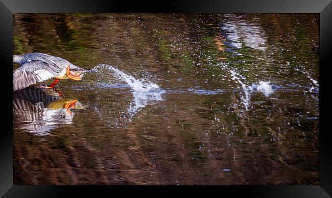Goosander Running on Water Framed Print by Bradley Taylor