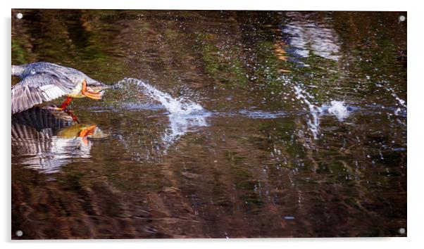 Goosander Running on Water Acrylic by Bradley Taylor