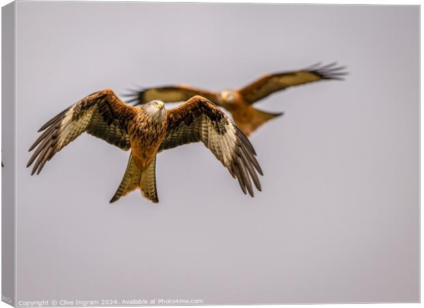 Red Kites watching Canvas Print by Clive Ingram