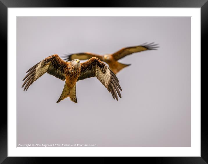 Red Kites watching Framed Mounted Print by Clive Ingram