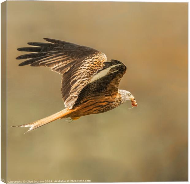 Red Kite departing Canvas Print by Clive Ingram
