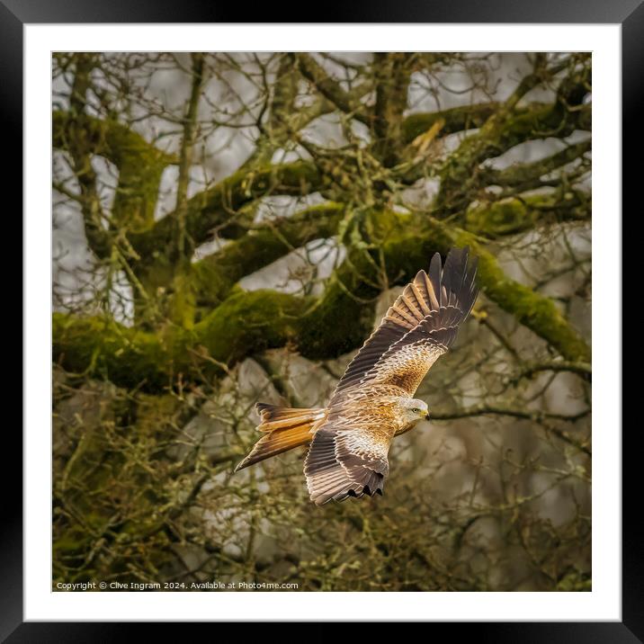 Red kite in the woods Framed Mounted Print by Clive Ingram