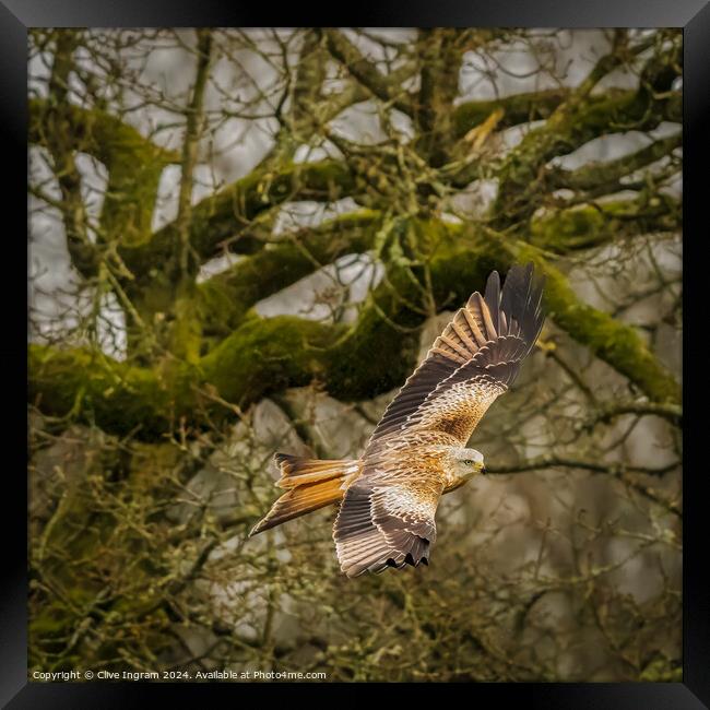 Red kite in the woods Framed Print by Clive Ingram