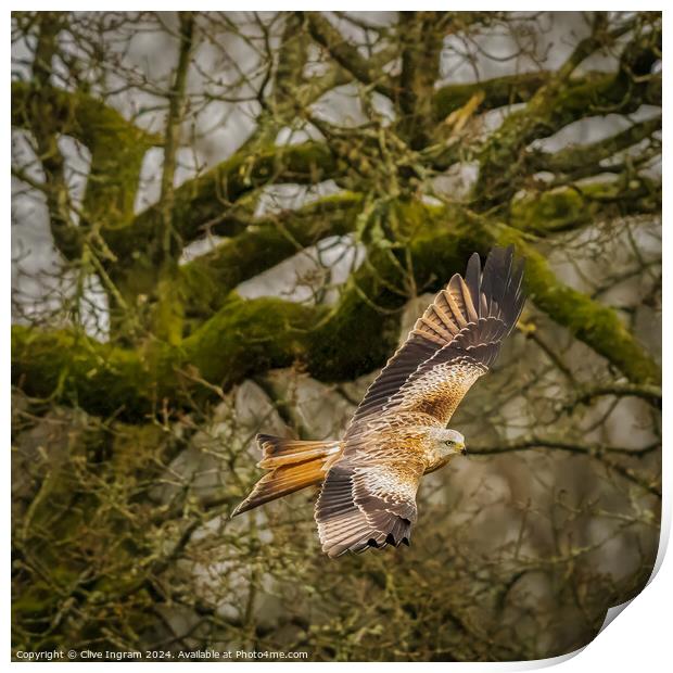 Red kite in the woods Print by Clive Ingram