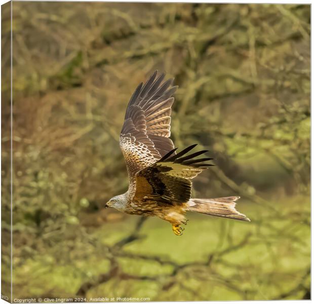 Red Kite take-off Canvas Print by Clive Ingram