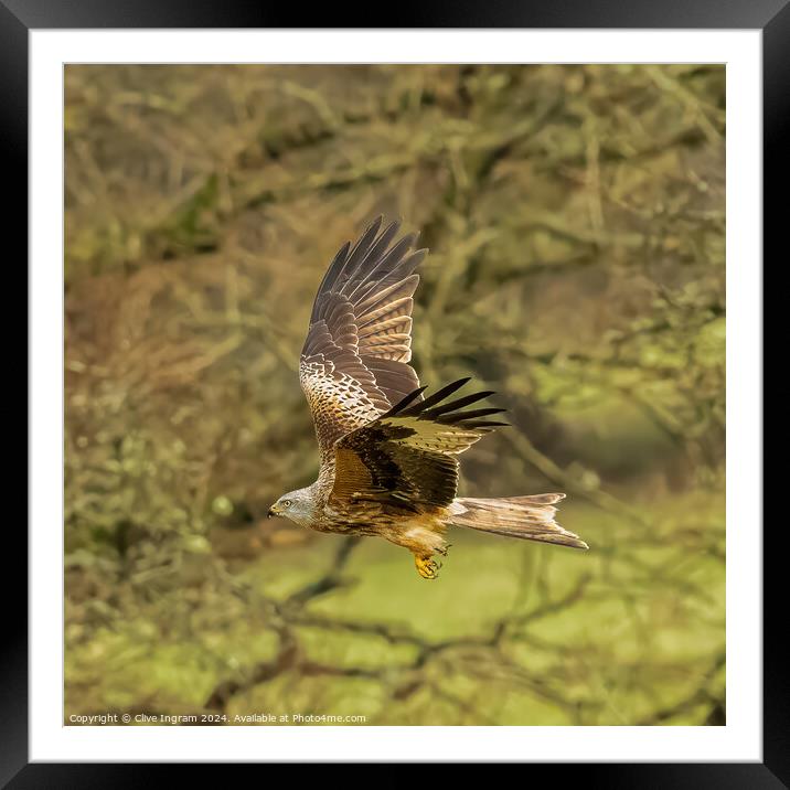 Red Kite take-off Framed Mounted Print by Clive Ingram