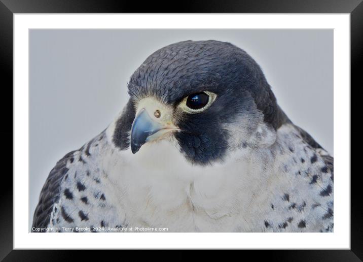 Peregrine Falcon - Falco peregrinus Framed Mounted Print by Terry Brooks