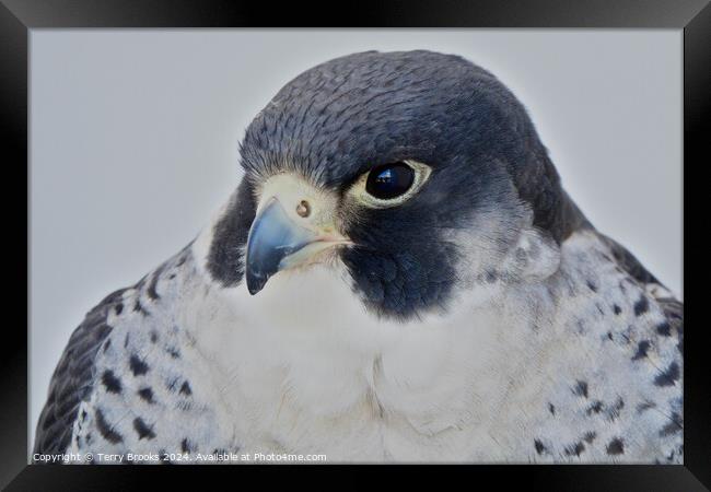 Peregrine Falcon - Falco peregrinus Framed Print by Terry Brooks
